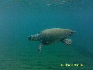 H θαλάσσια χελώνα είναι σαν να πετάει στο νερό
